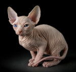 Photo Sphynx