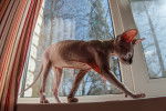 Photo Sphynx