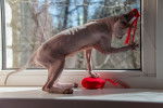 Photo Sphynx