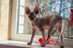 Photo Sphynx