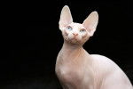 Photo Sphynx