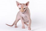 Photo Sphynx