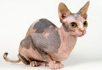 Photo Sphynx