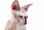 Photo Sphynx