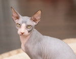 Photo Sphynx