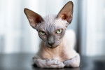 Photo Sphynx