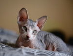 Photo Sphynx