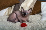 Photo Sphynx
