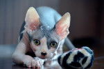 Photo Sphynx