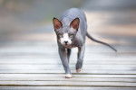 Un chat Sphynx en train de marcher sur des lattes en bois