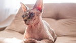 Photo Sphynx