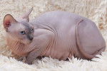 Un chat Sphynx allongé