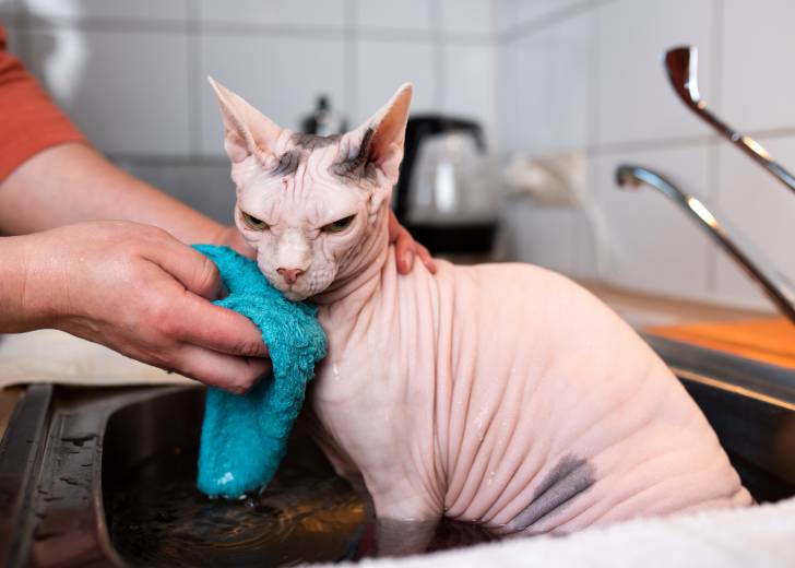 Un chat Sphynx prend un bain