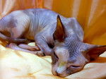 Sphynx - Sphynx