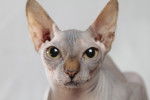 Le Sphinx - Sphynx