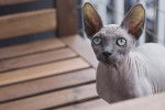 Le Peterbald - Sphynx