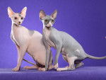 Le Peterbald - Sphynx
