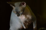Photo Sphynx