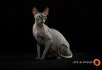 Mystiquecats Ombre - Sphynx Femelle