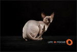 Mystiquecats Love - Sphynx Femelle