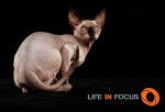 Mystiquecats Love - Sphynx Femelle