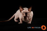 Mystiquecats Love - Sphynx Femelle