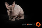 Mystiquecats Jade - Sphynx Femelle
