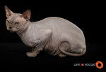 Feliche Prana Panteleymon - Sphynx Mâle