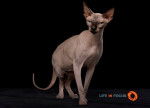 Mystiquecats Topaze - Sphynx Femelle