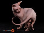 Mystiquecats White Magic - Sphynx Mâle