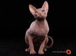 Mystiquecats White Magic - Sphynx Mâle