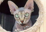Photo Sphynx