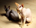 Photo Sphynx