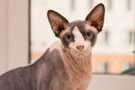 Photo Sphynx