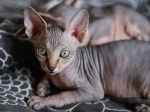 Photo Sphynx