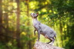Un Sphynx se promène dans une forêt 