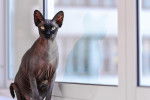 Photo Sphynx