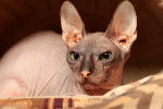 Photo Sphynx