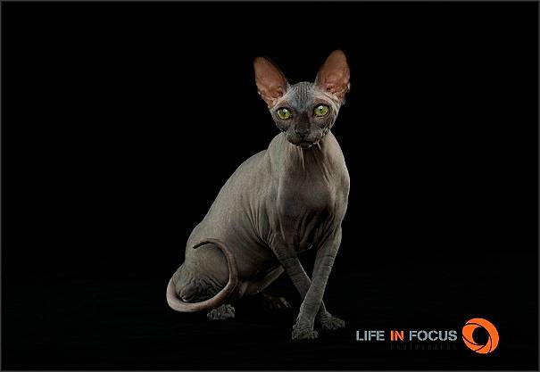 Mystiquecats Ombre - Sphynx Femelle