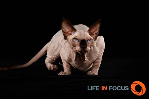 Mystiquecats Love - Sphynx Femelle