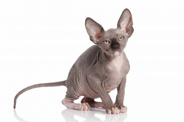 Photo Sphynx