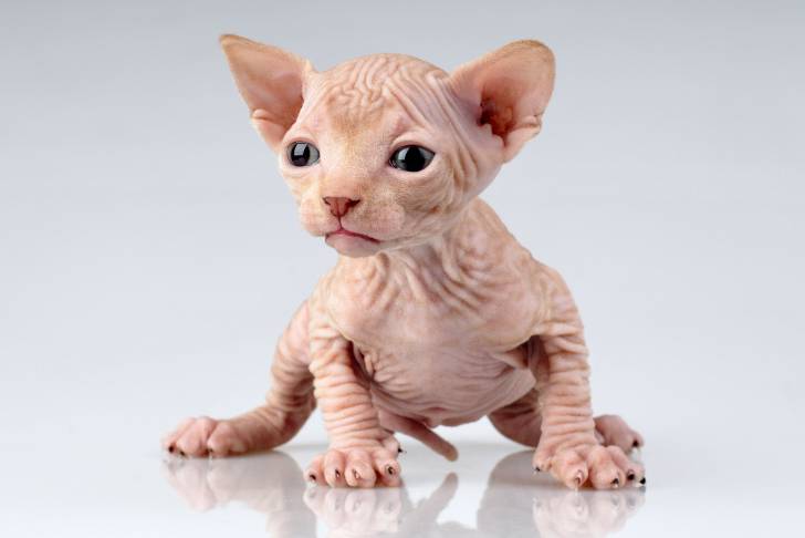 Photo Sphynx