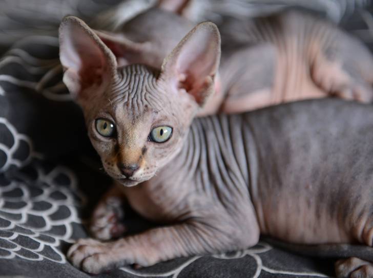 Photo Sphynx
