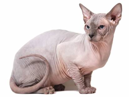 Photo Sphynx
