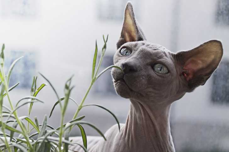 Un Sphynx renifle des herbes