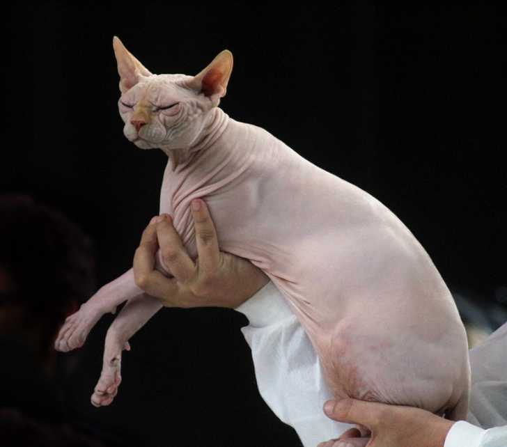 Un maitre présentant un Sphynx nu