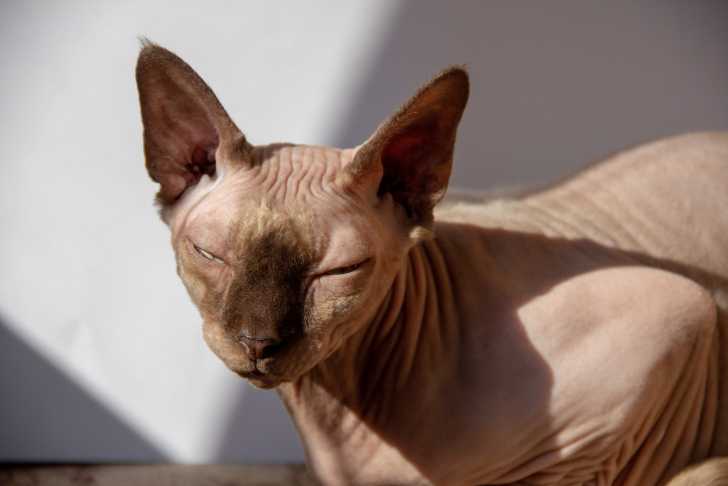 Un Sphinx fermant les yeux