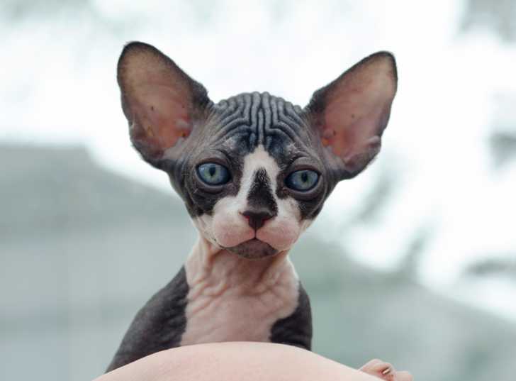 Photo Sphynx