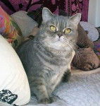 Scottish Straight - Scottish Straight