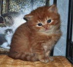 Scottish Straight - Scottish Straight